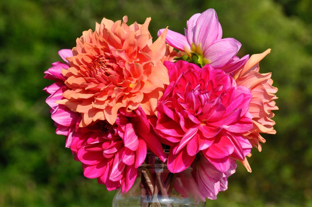 Carpenter Creek Farm